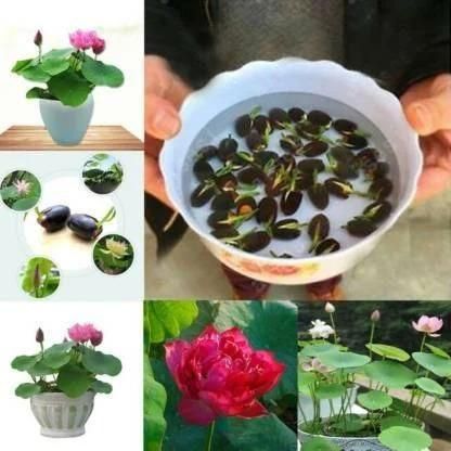 HYBRID LOTUS FLOWER SEEDS | 🔥FLAT 58% OFF SALE🔥