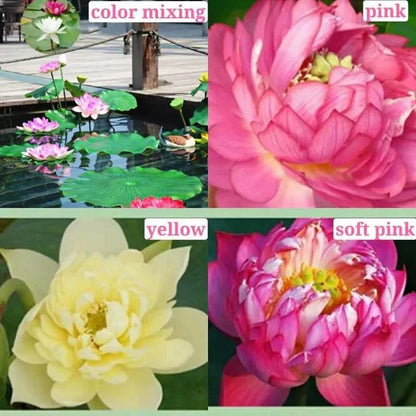 HYBRID LOTUS FLOWER SEEDS | 🔥FLAT 58% OFF SALE🔥
