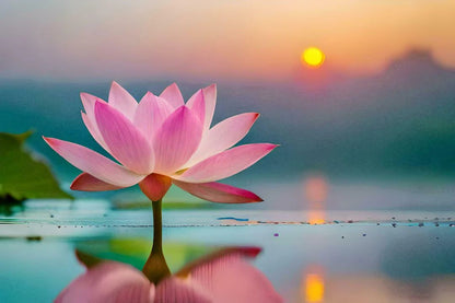 HYBRID LOTUS FLOWER SEEDS | 🔥FLAT 58% OFF SALE🔥