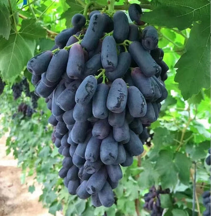 Sweet Sapphire Grape Seeds (Pack of 100 Seeds)