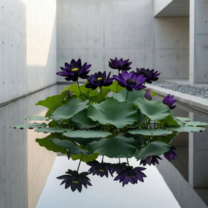 💮Midnight Purple Lotus Seeds | 🔥PACK OF 20 + Free Plant Growth Serum🔥