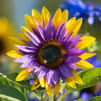 🌻 DreamBlaze - Multi-color Sunflower Cypress | 🔥Buy 1 Get 1 Free🔥