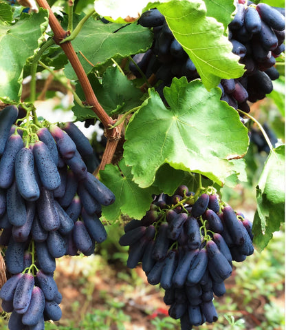 Sweet Sapphire Grape Seeds (Pack of 100 Seeds)