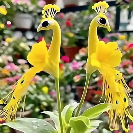 Peacock Flower Bulbs — Plant hope, watch splendor bloom!🌸🌸