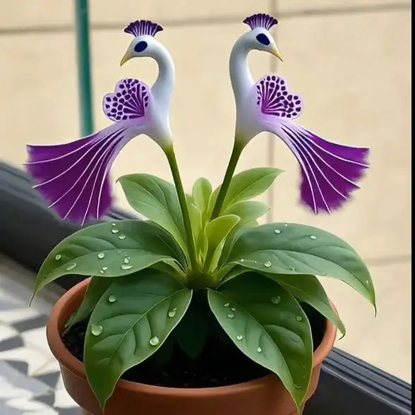 Peacock Flower Bulbs — Plant hope, watch splendor bloom!🌸🌸