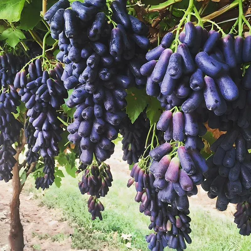 Imported Sweet Sapphire Grape Seeds 🍇 | BUY 1 GET 1 FREE | Pack of 50 seeds