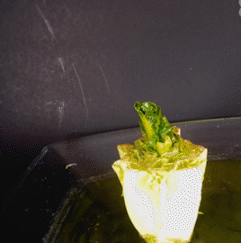 👍[Recommended by plant experts]🌿Plant and Flower Activation Liquid Solution ( BUY 3 GET 2 FREE )