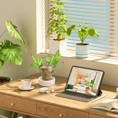 🌱Lucky Brazil Wood Money Magnet Plant 🌱 Buy 1 Get 1 Free🔥